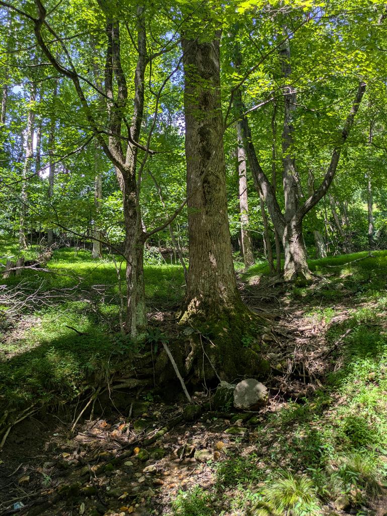 Lot 5 Elk Spur Road, Unit 5 Fancy Gap, VA 24328 - Photo 17 of 18 Gallery Image 17