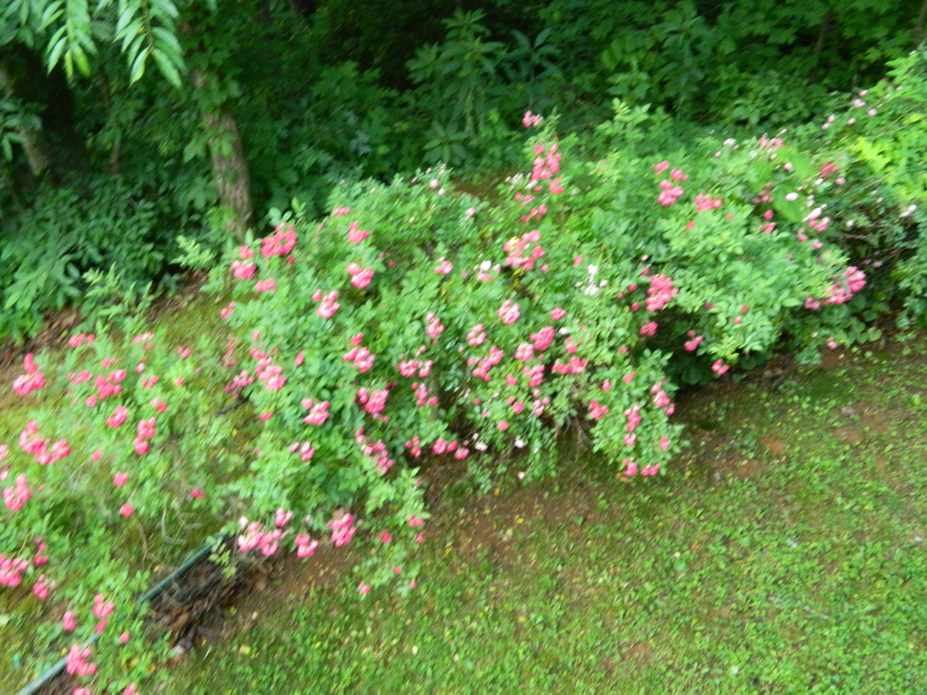 167 Rome Hollow Road Elizabethton, TN 37643 - Photo 30 of 33 DSCN1851