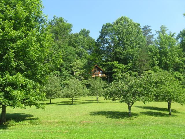 167 Rome Hollow Road Elizabethton, TN 37643 - Photo 32 of 33 Summer Pics - 167 Rome Hollow 011