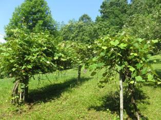 167 Rome Hollow Road Elizabethton, TN 37643 - Photo 33 of 33 Summer Pics - 167 Rome Hollow 013