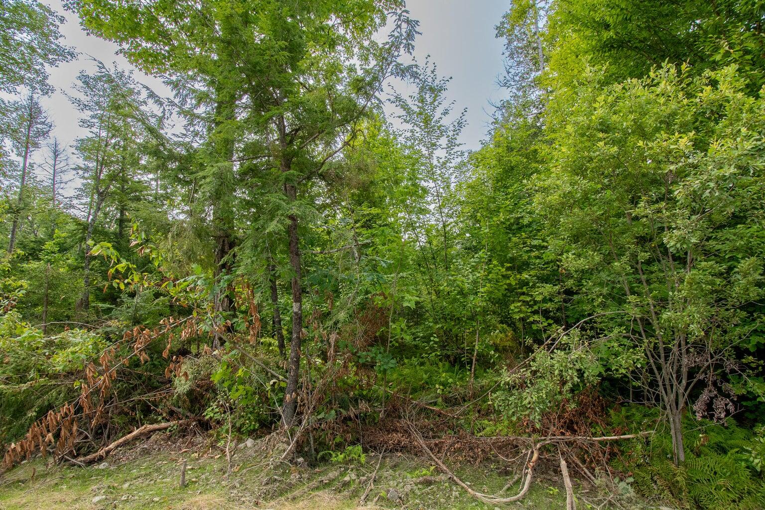 Lot1 Lot1 Bear Brook Sebec, ME 04481 - Photo 3 of 13 Bear Brook Lot 1-10