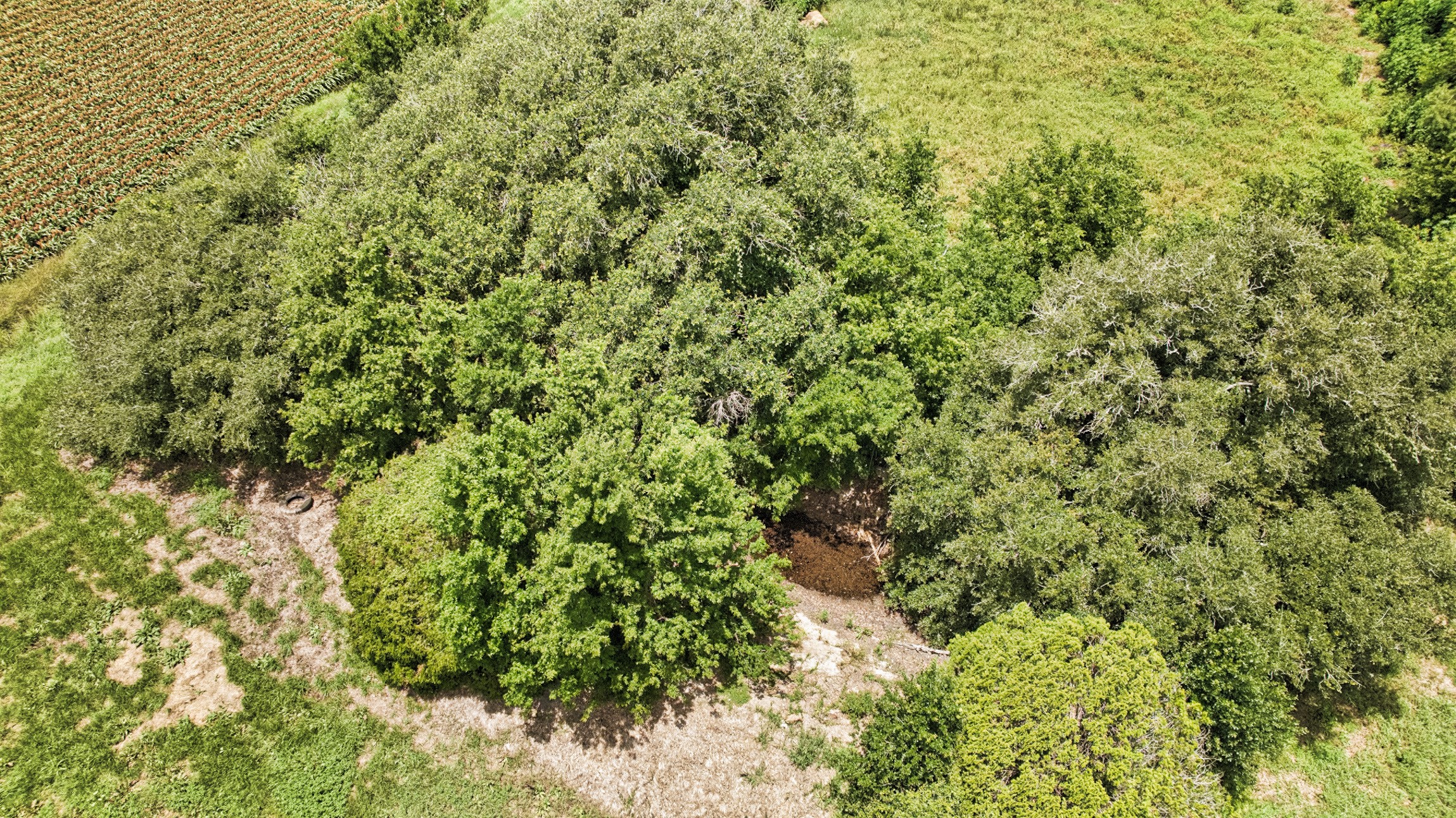 1462 Rd Damon Tx 77430 Road Damon, TX 77430 - Photo 10 of 22 a view of a forest with a tree