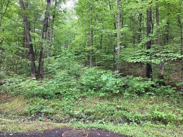 0 Susan Road Mount Jackson, VA 22842 - Photo 3 of 9 a view of a lush green forest