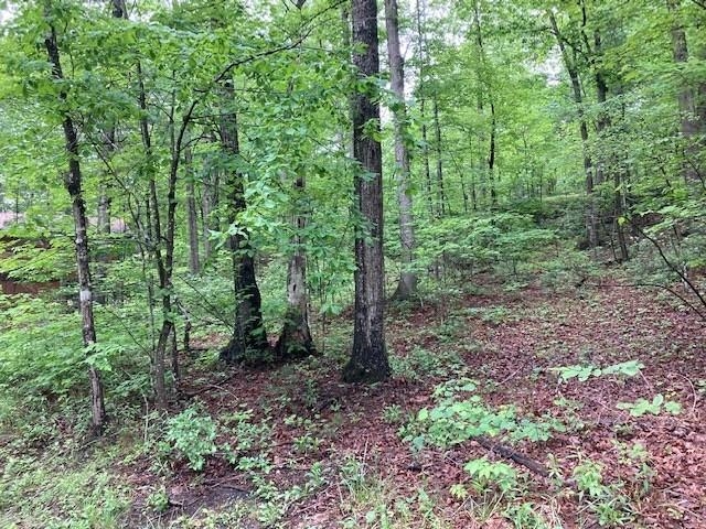 0 Susan Road Mount Jackson, VA 22842 - Photo 5 of 9 a view of a forest that has large trees