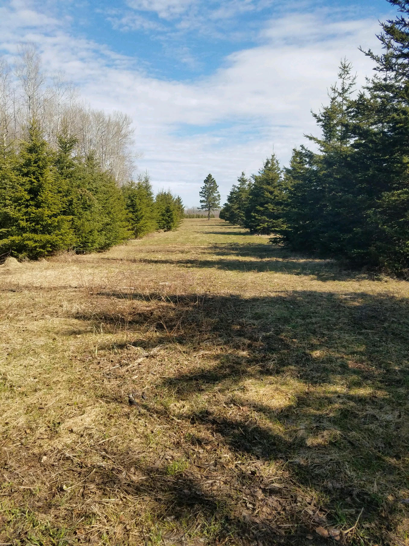 32-acres South Ridge Road Sault Ste. Marie, MI 49783 - Photo 14 of 20 Gallery Image 14