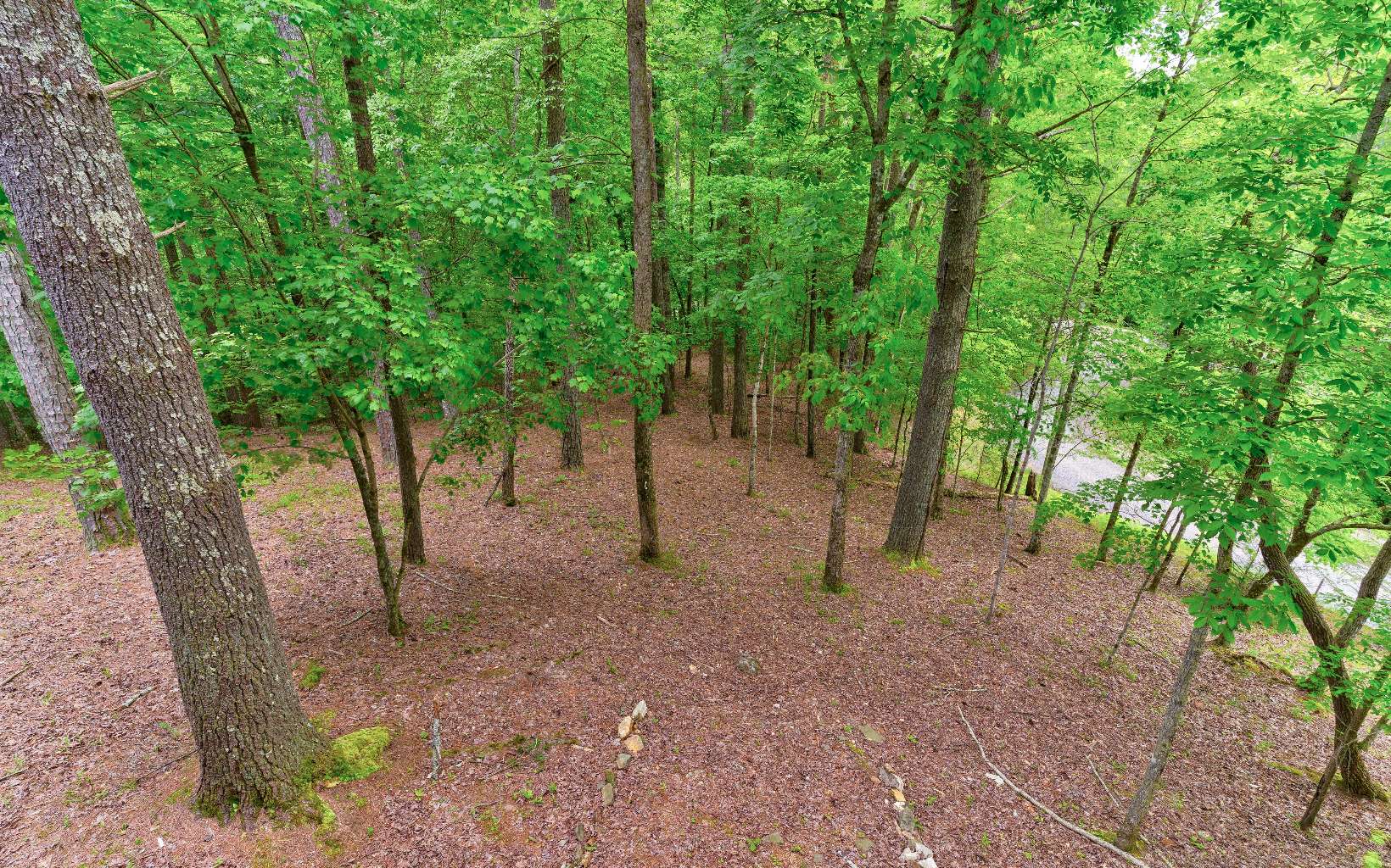 22 Kings Court Ellijay, GA 30540 - Photo 21 of 54 a view of a forest filled with trees