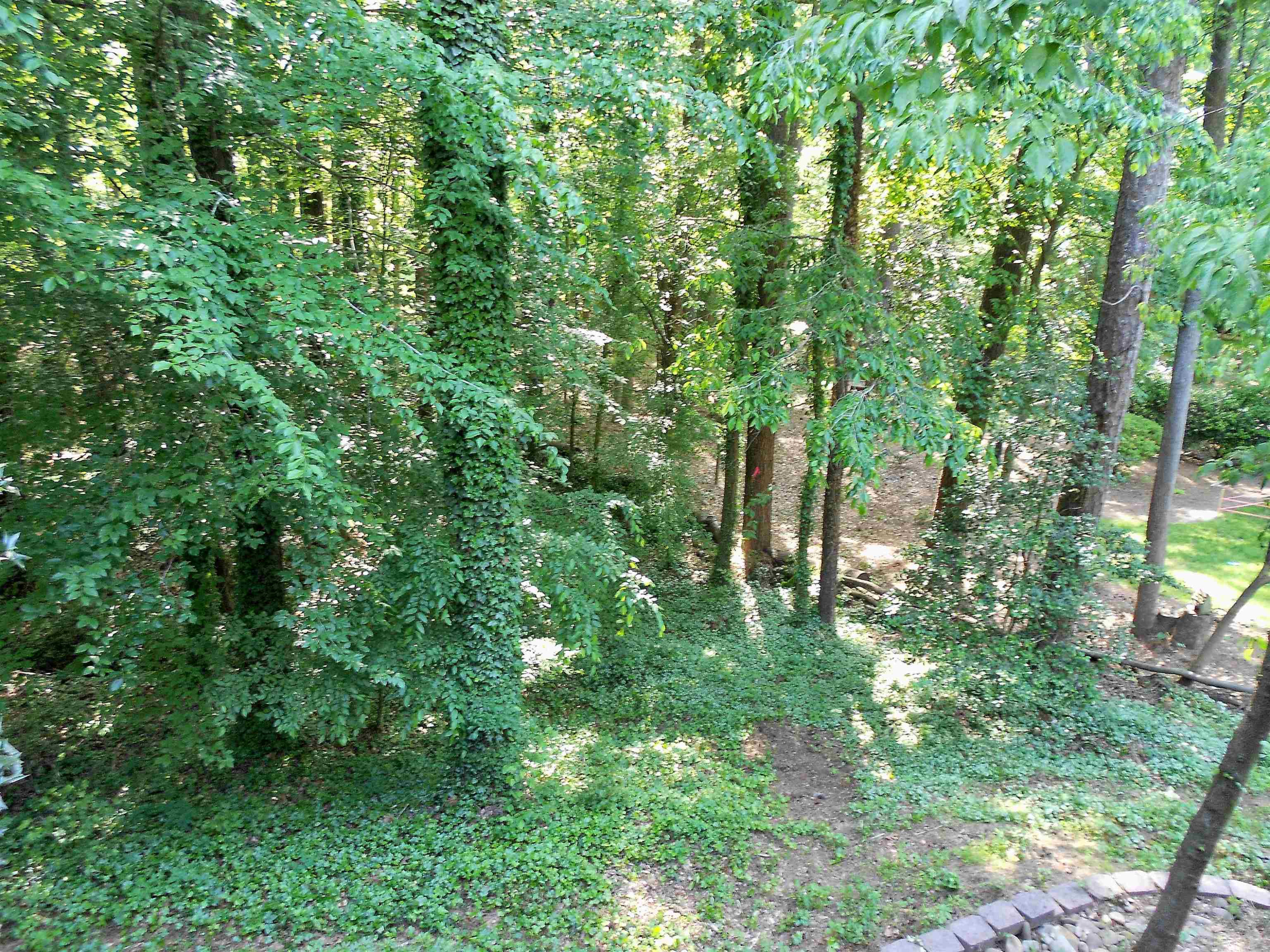 4815 Rembert Drive Raleigh, NC 27612 - Photo 26 of 26 ...provides privacy and a peaceful feeling...even though you're minutes from fine dining, shopping, and entertainment Private Wooded Back Yard