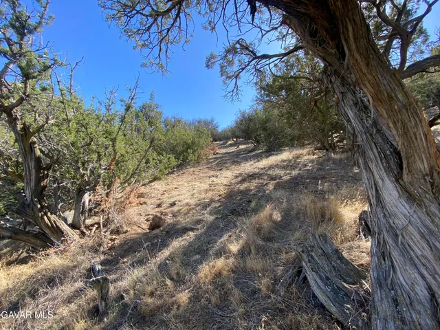 a view of a yard with an trees