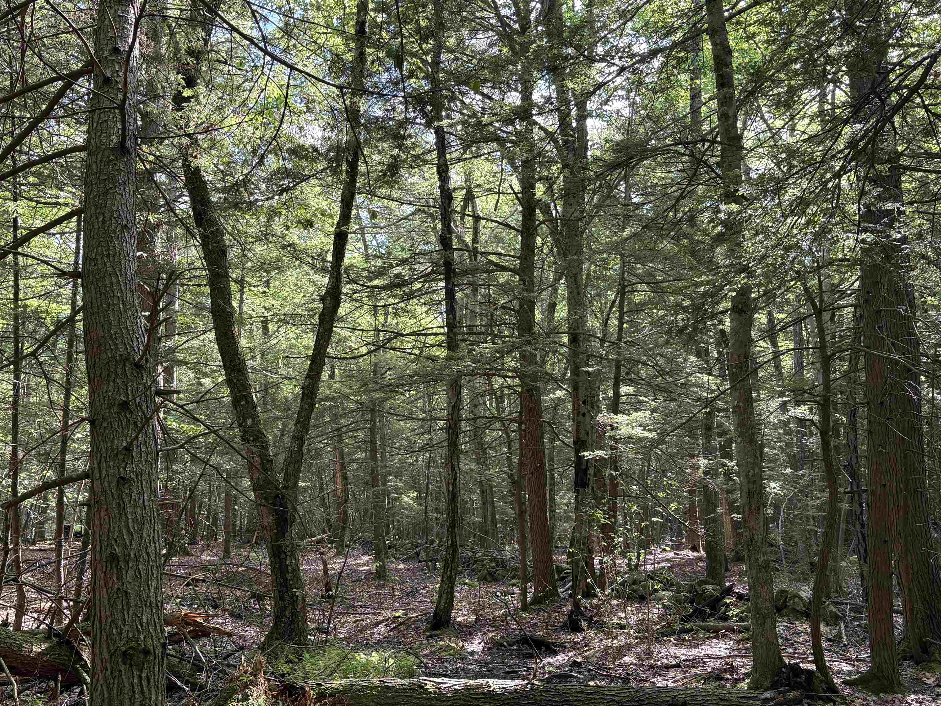Lot 85 Currier Road Candia, NH 03034 - Photo 9 of 14