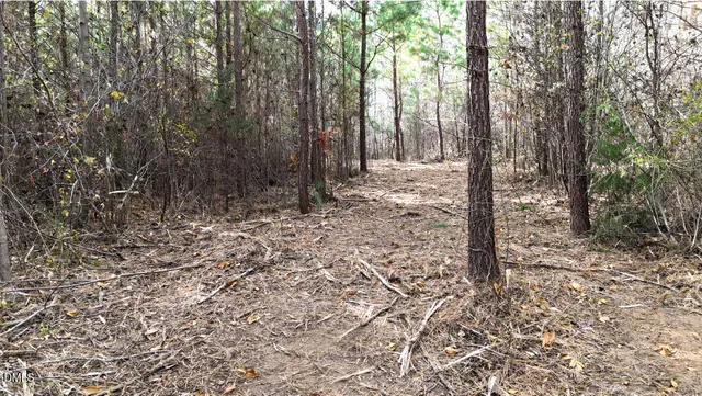 a view of a forest with trees in the background