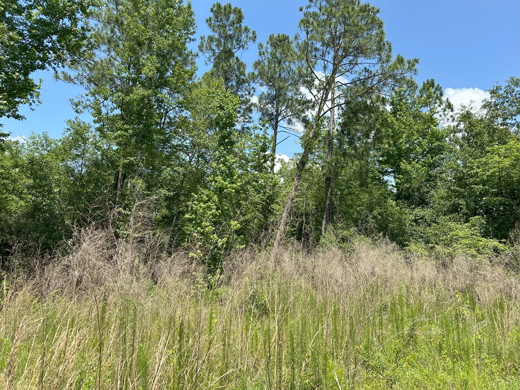 Lot 7 South Springhill Road Gordon, AL 36343 - Photo 13 of 14