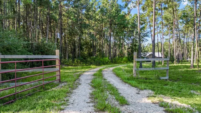 a view of a park with large trees