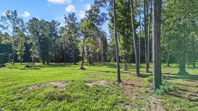 a view of a park with a tree