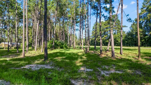 a view of a park with a tree