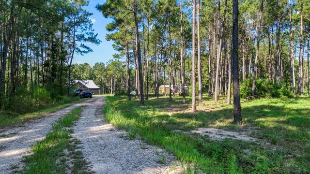 a view of a park with large trees