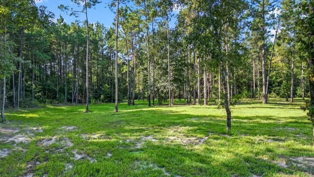 a view of a park with a tree