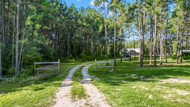 a view of a park with large trees