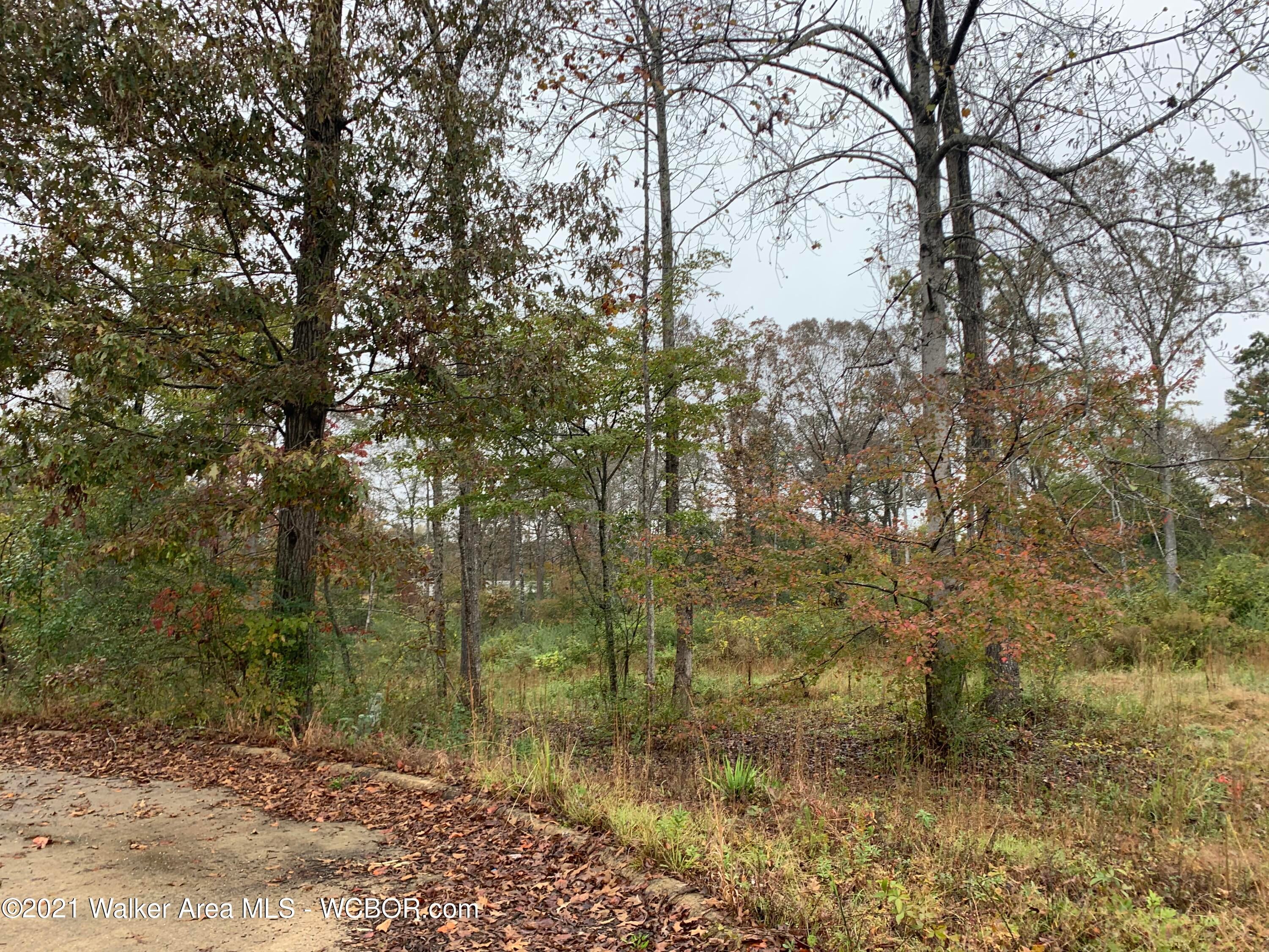 Carter Lane Jasper, AL 35504 - Photo 1 of 1 Gallery Image 1