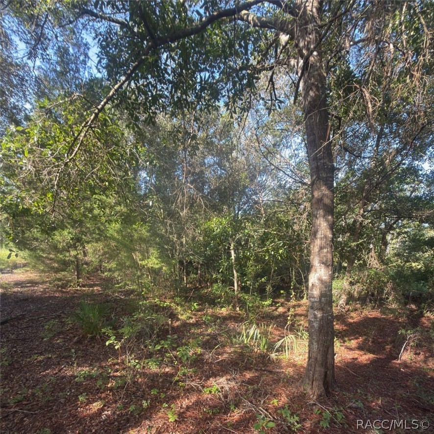 19037 Parakeet Road Brooksville, FL 34614 - Photo 5 of 5 Gallery Image 5