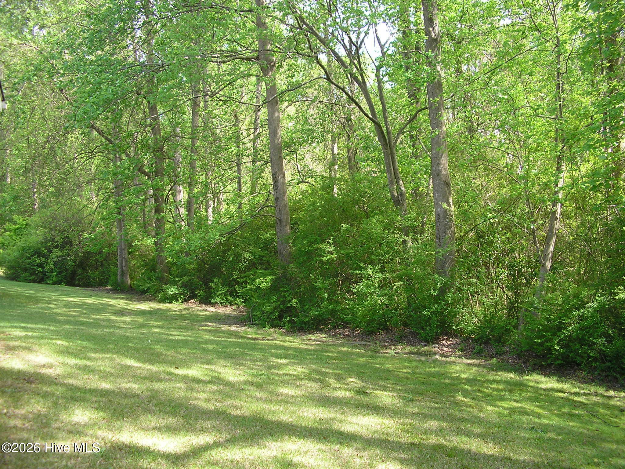 3128 Ruth Court Greenville, NC 27834 - Photo 27 of 29 Wooded Area 1