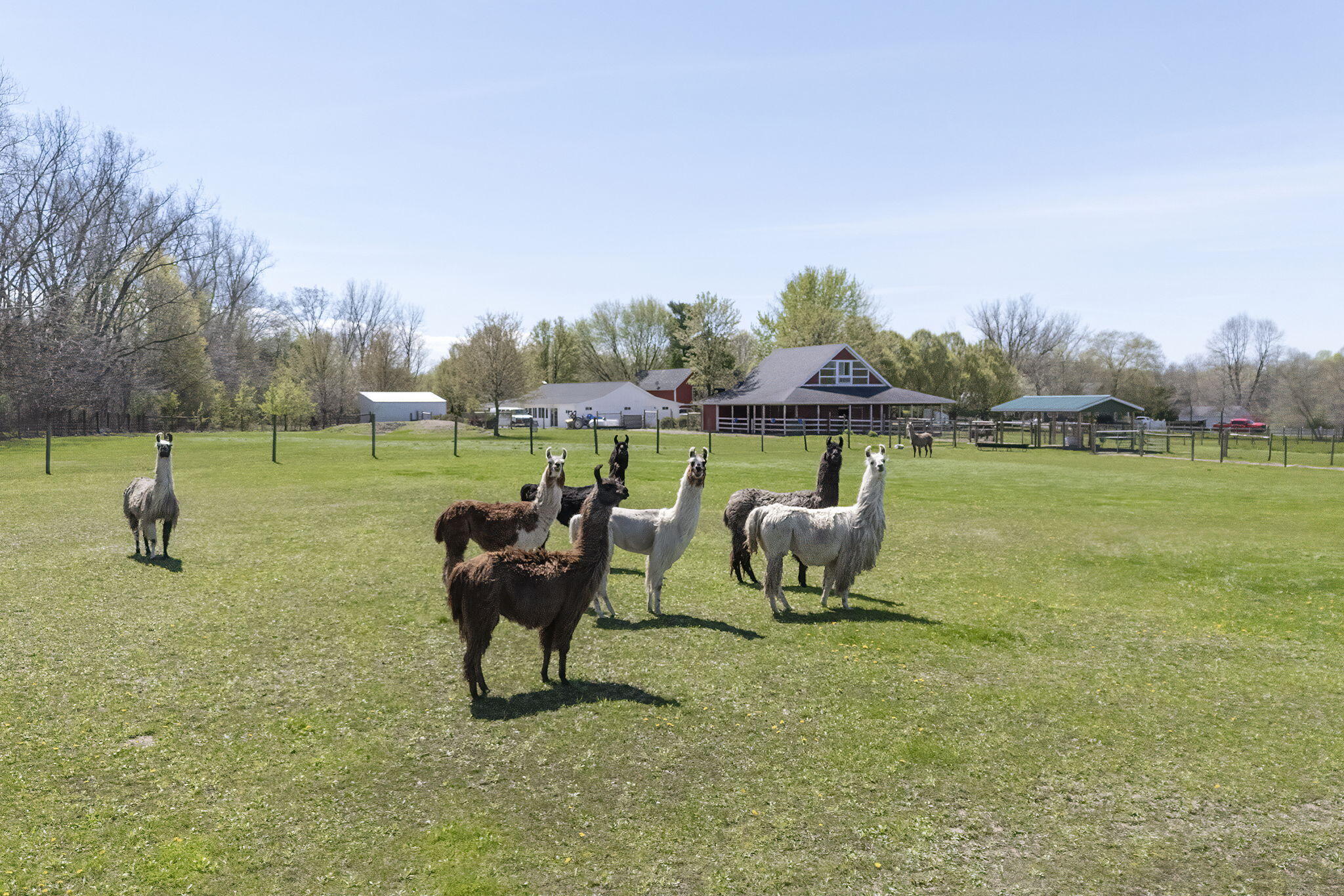 11971 South Hildebrandt Road Sawyer, MI 49125 - Photo 30 of 49 Llamas 2