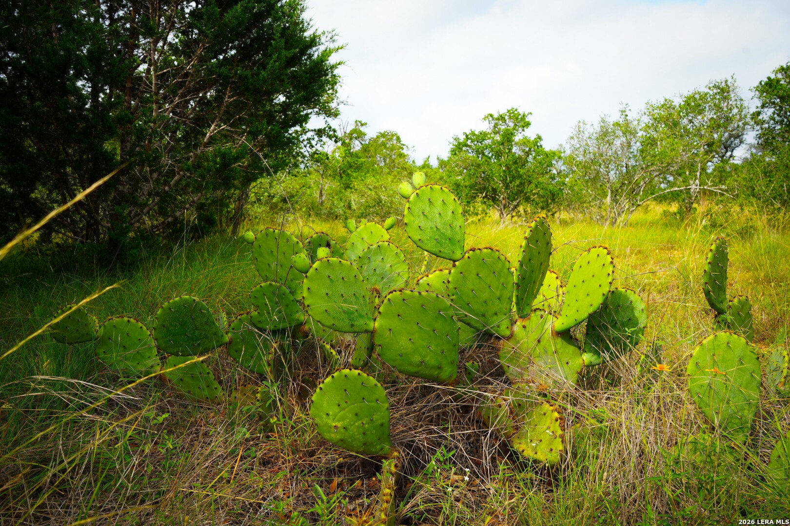 30 Acres /- Peaceful Valley Road Bandera, TX 78003 - Photo 29 of 32