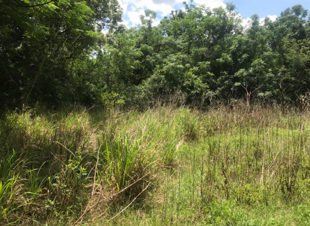 Wadsworth Rd Mount Mount Dora, FL 32757 - Photo 1 of 1