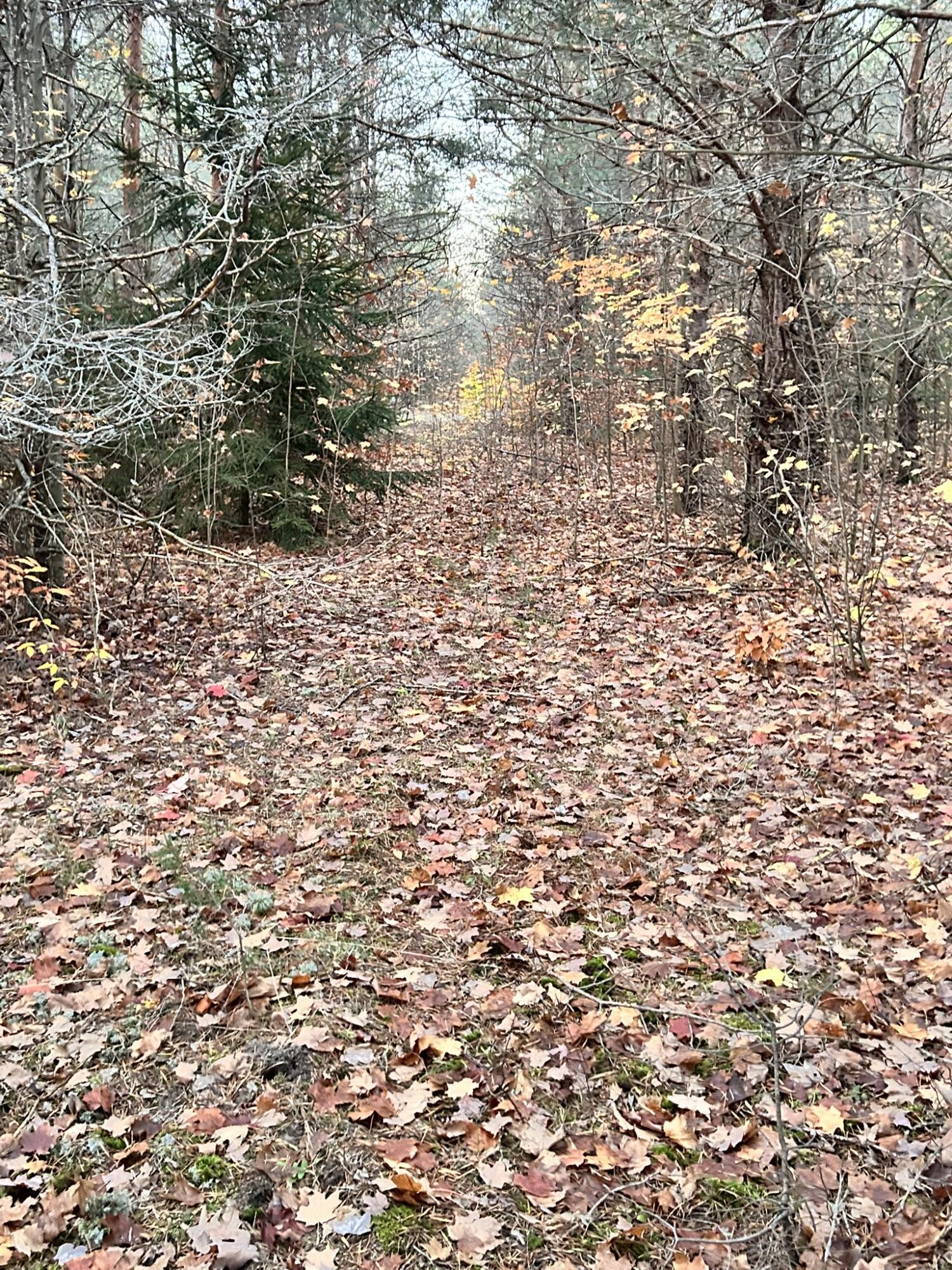 2554 Lee Derrer Road Mancelona, MI 49659 - Photo 21 of 27 IMG_3222