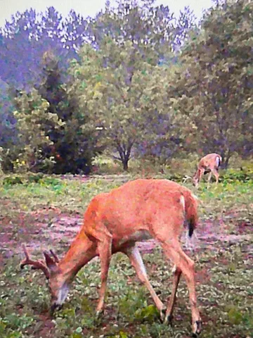 $199,900 | 2554 Lee Derrer Road, Mancelona, MI 49659