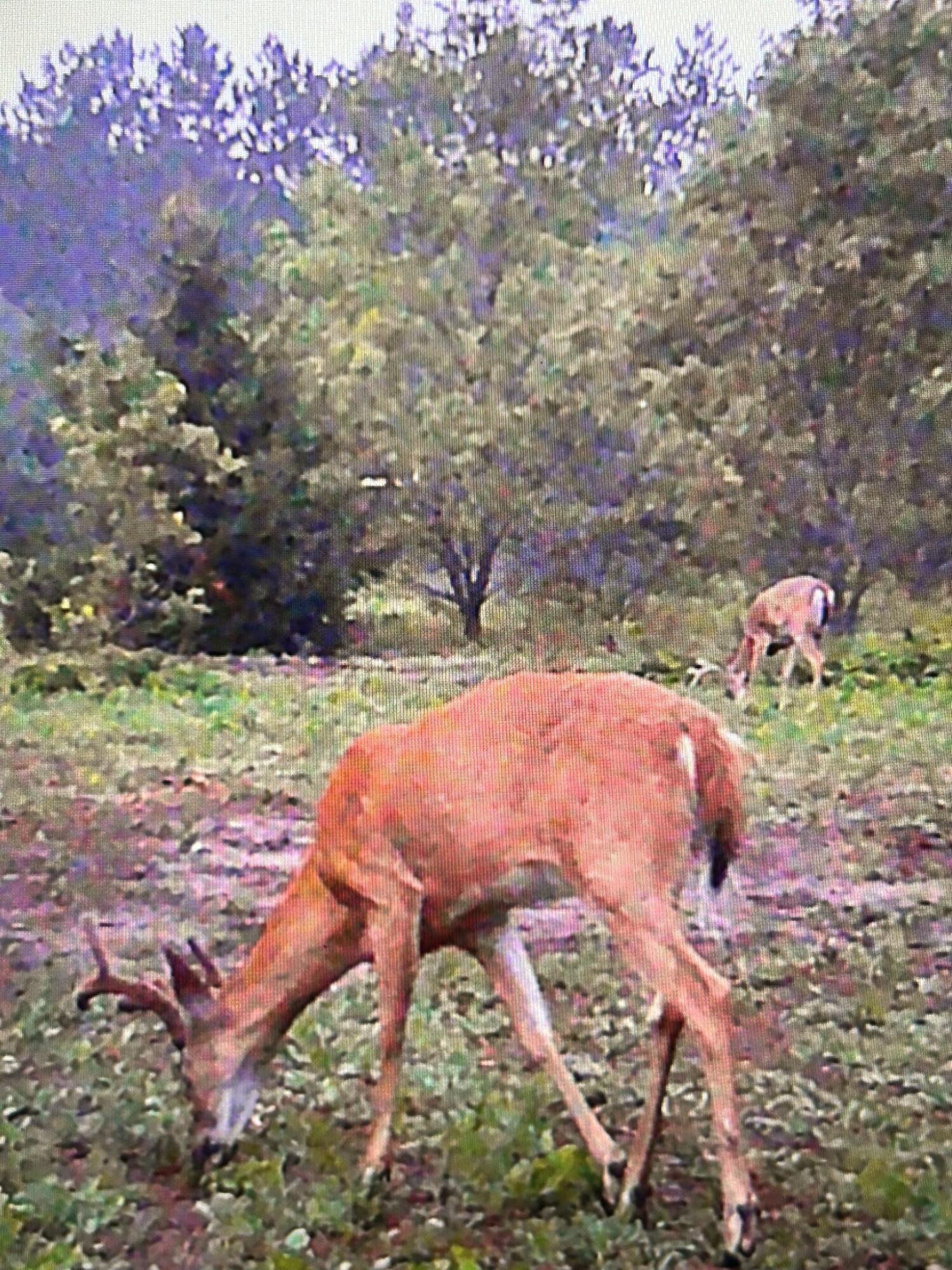 2554 Lee Derrer Road Mancelona, MI 49659 - Photo 8 of 27 IMG_2206