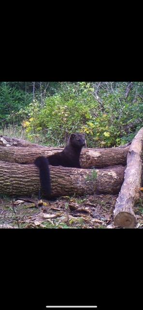 2554 Lee Derrer Road Mancelona, MI 49659 - Photo 10 of 27 IMG_2601