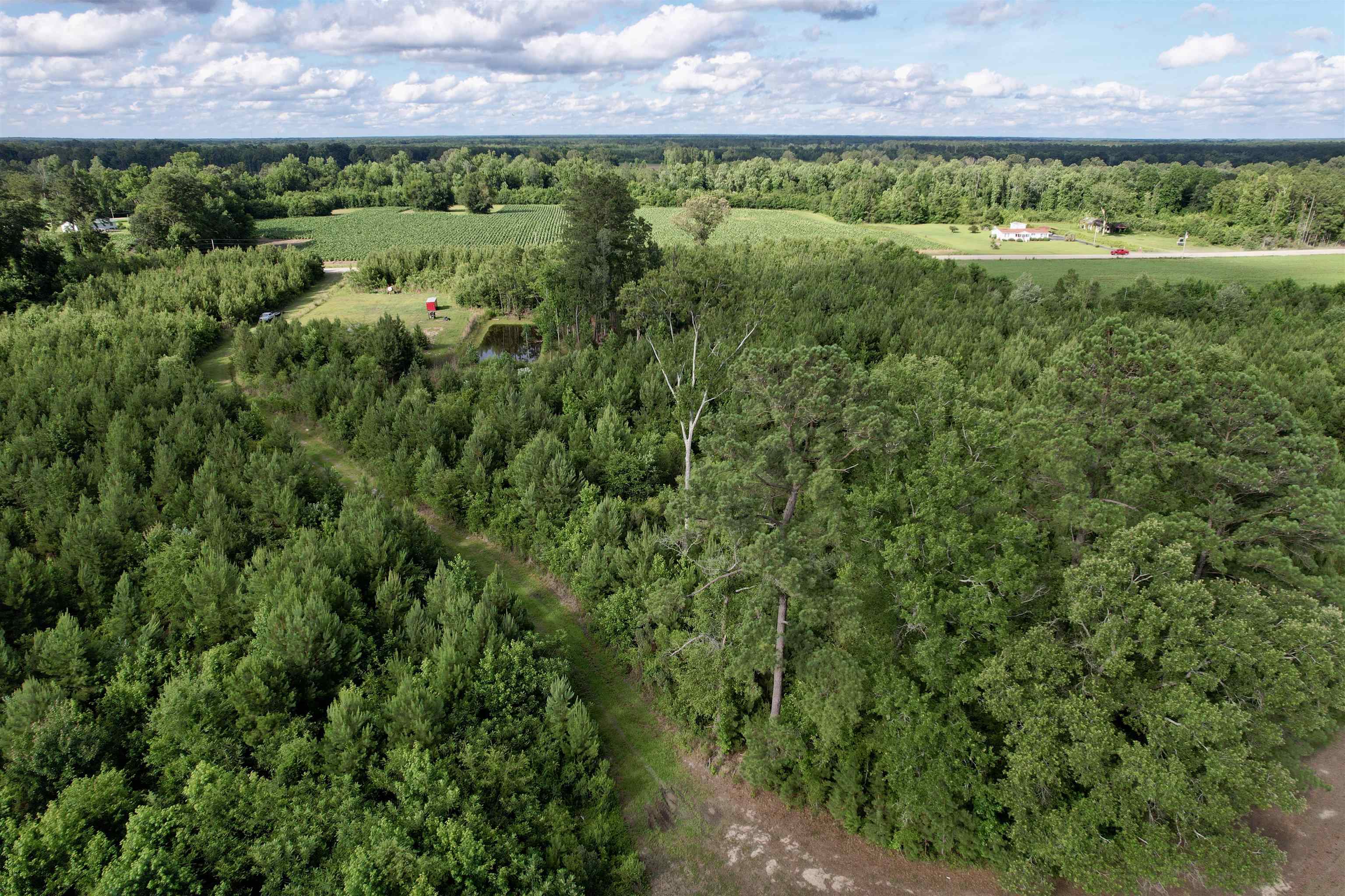 85-acres - Muddy Creek Road Hemingway, SC 29554 - Photo 27 of 31