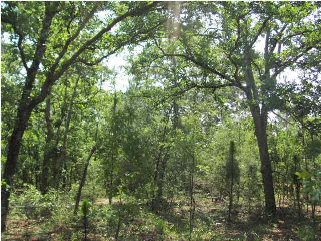 5.3-ac 5.3-ac Burnis Road Crestview, FL 32539 - Photo 1 of 3 a view of a forest with lush green forest