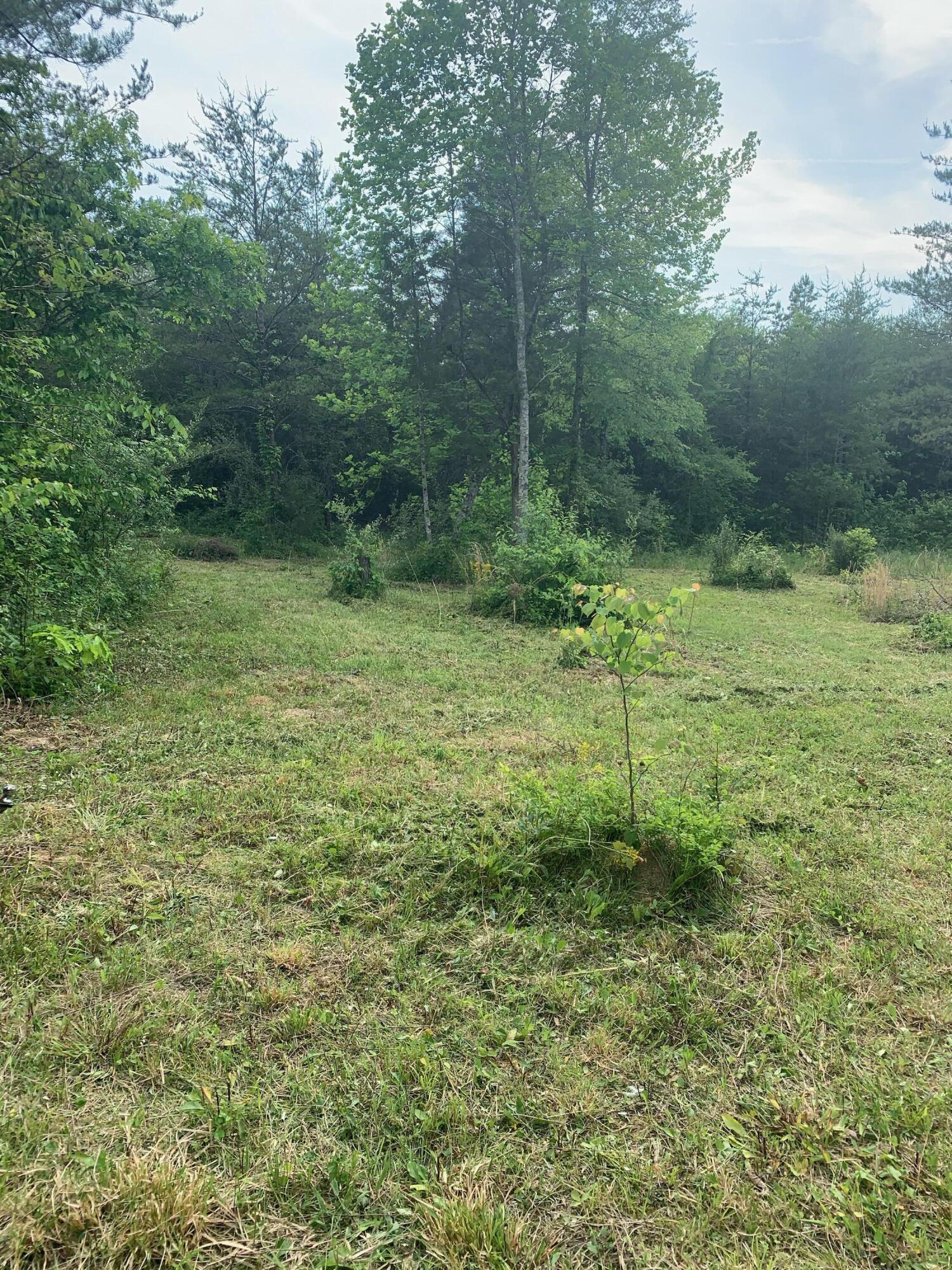 29.38-ac Cagle Road Tellico Plains, TN 37385 - Photo 3 of 11 IMG_1820