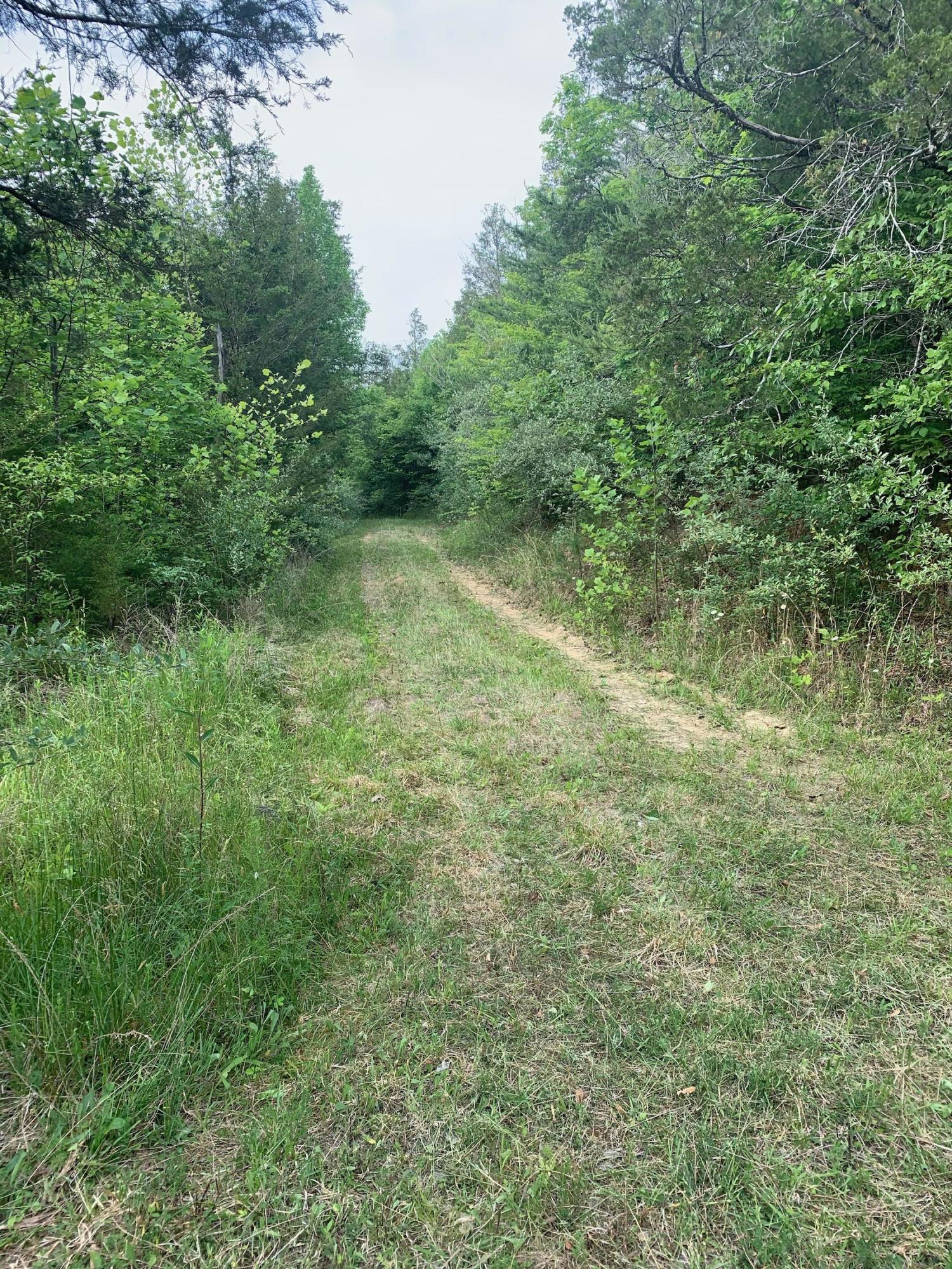 29.38-ac Cagle Road Tellico Plains, TN 37385 - Photo 4 of 11 IMG_1821