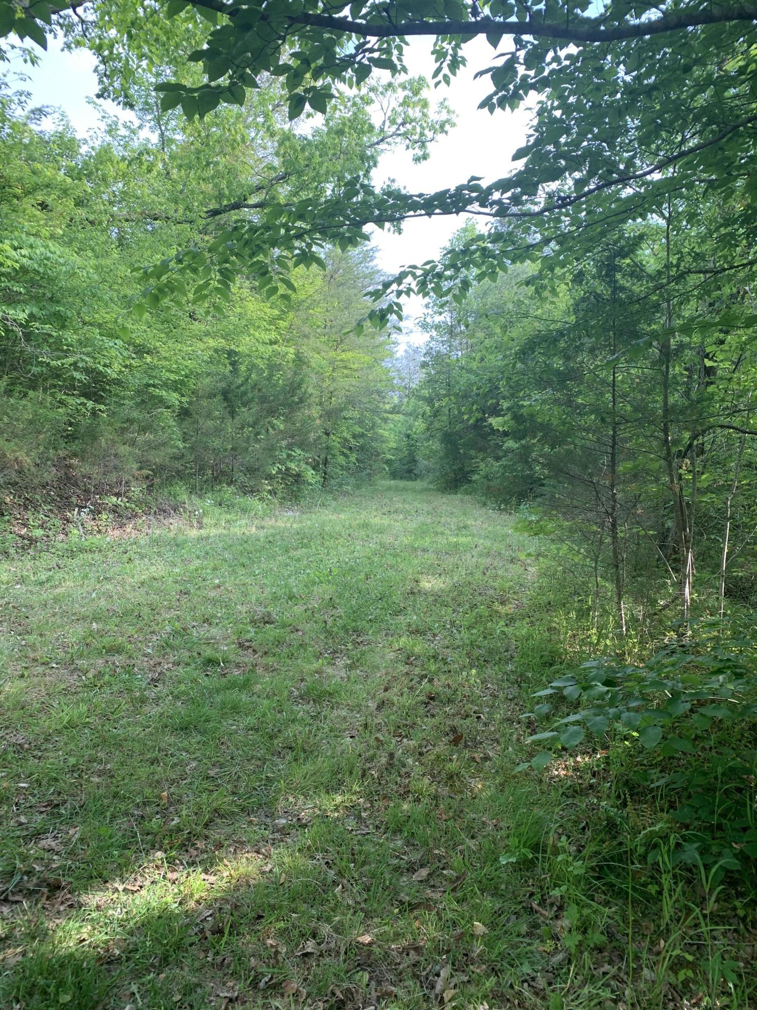 29.38-ac Cagle Road Tellico Plains, TN 37385 - Photo 6 of 11 IMG_1823