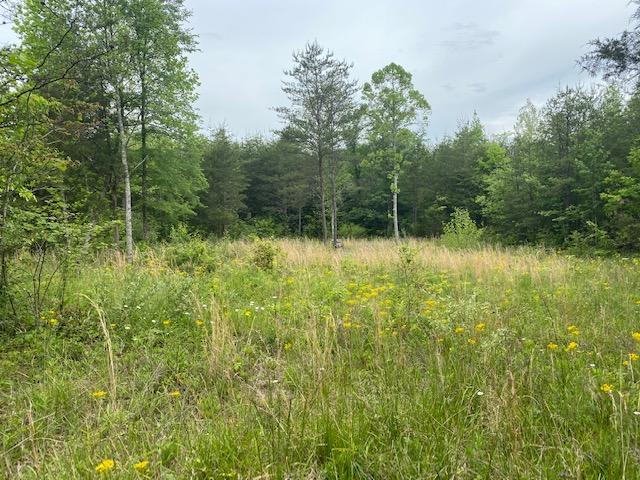 29.38-ac Cagle Road Tellico Plains, TN 37385 - Photo 10 of 11 Meghans 1