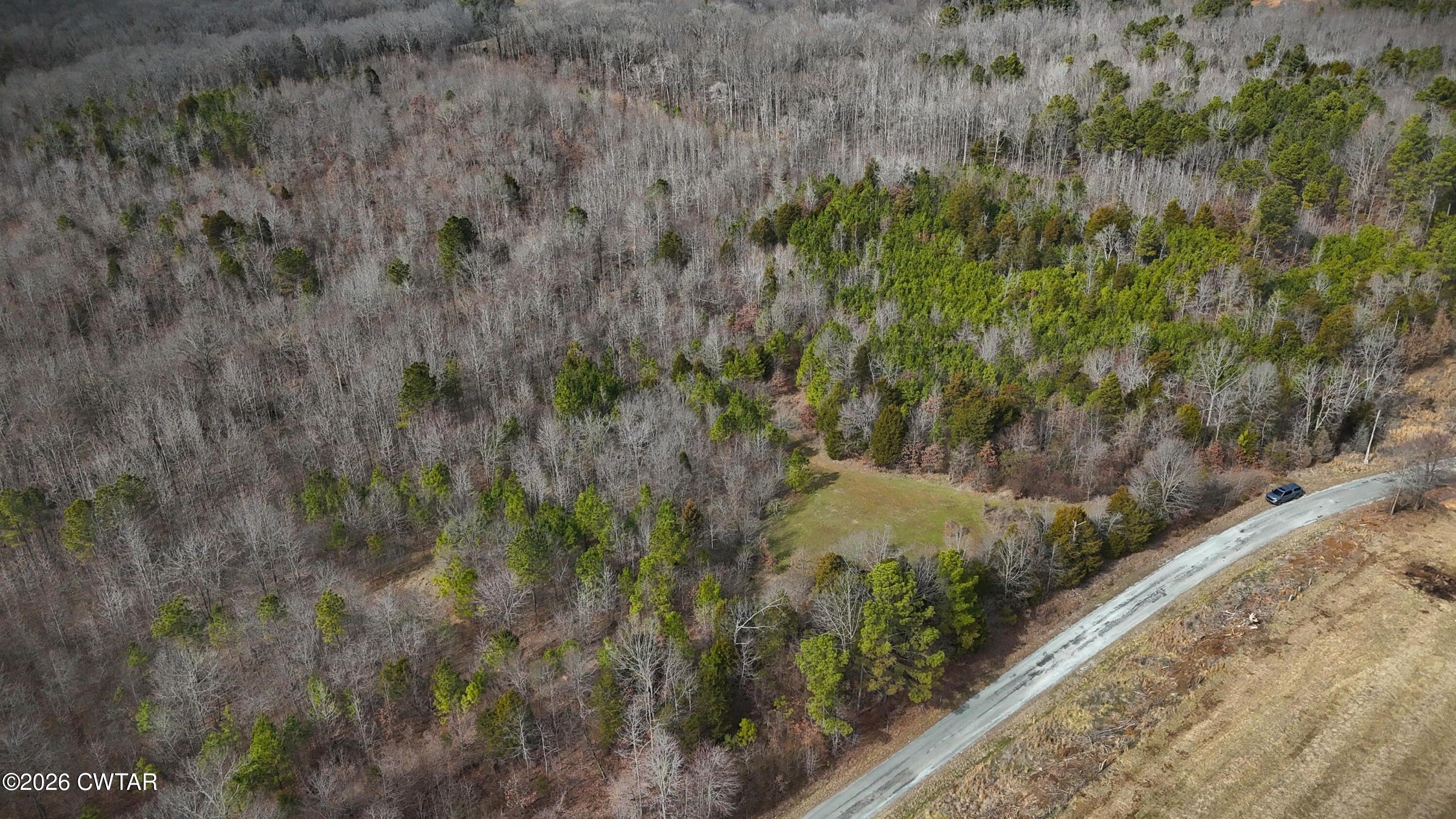 a view of a forest with a tree