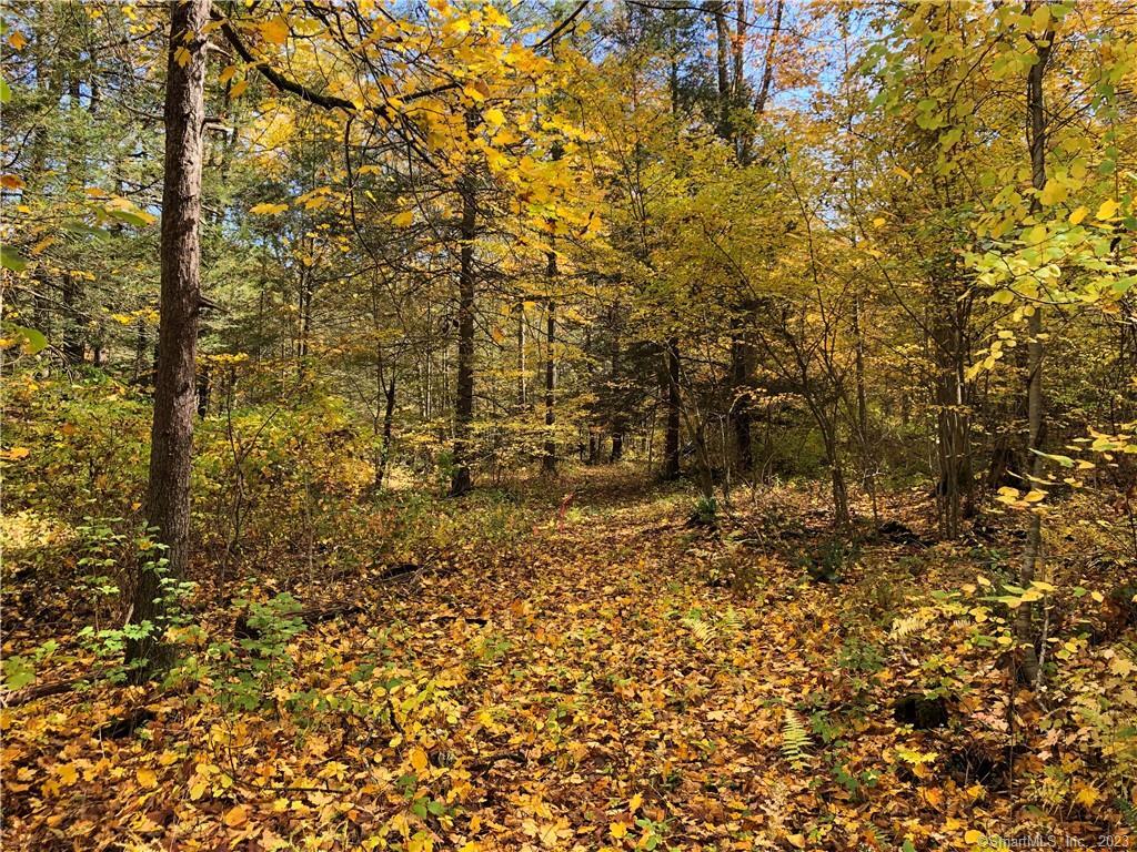 0 Dugway Road Falls Village, CT 06031 - Photo 1 of 1 a view of a yard with a tree