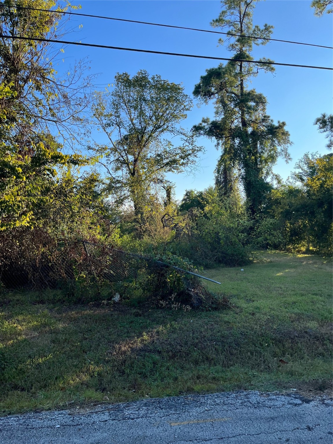 6908 South Hall Street Houston, TX 77028 - Photo 2 of 6 a view of a yard