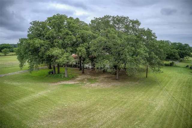 a view of a trees in a yard