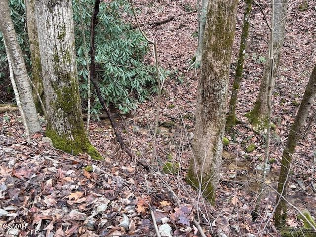 14 Black Walnut Flats Road Sevierville, TN 37862 - Photo 7 of 15 Gallery Image 7