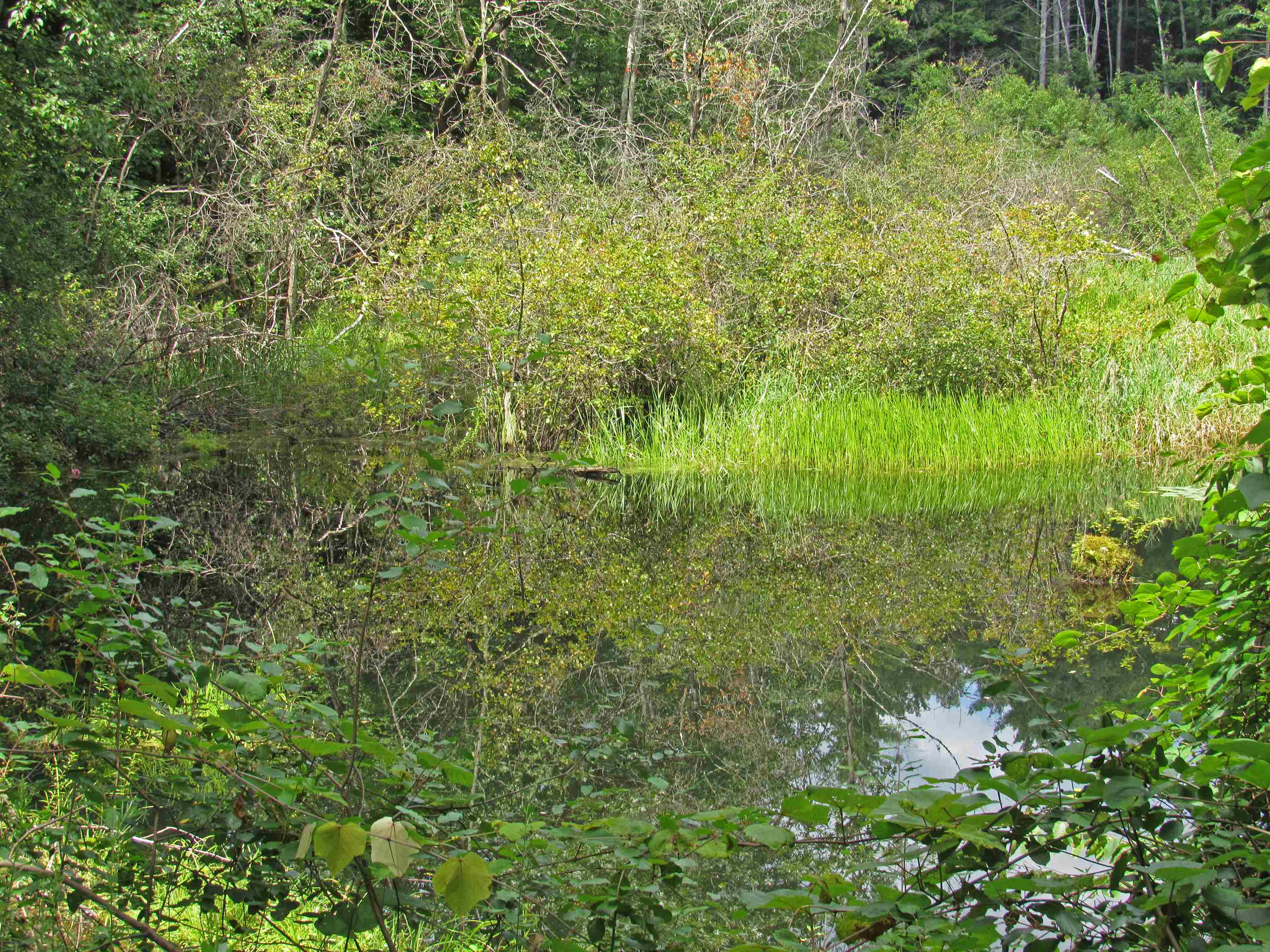 44 Mountain View Road Putney, VT 05346 - Photo 6 of 16