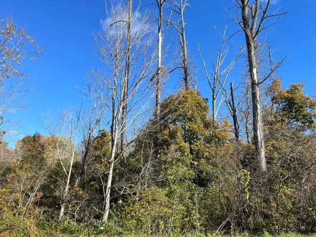 a view of a yard with lots of bushes