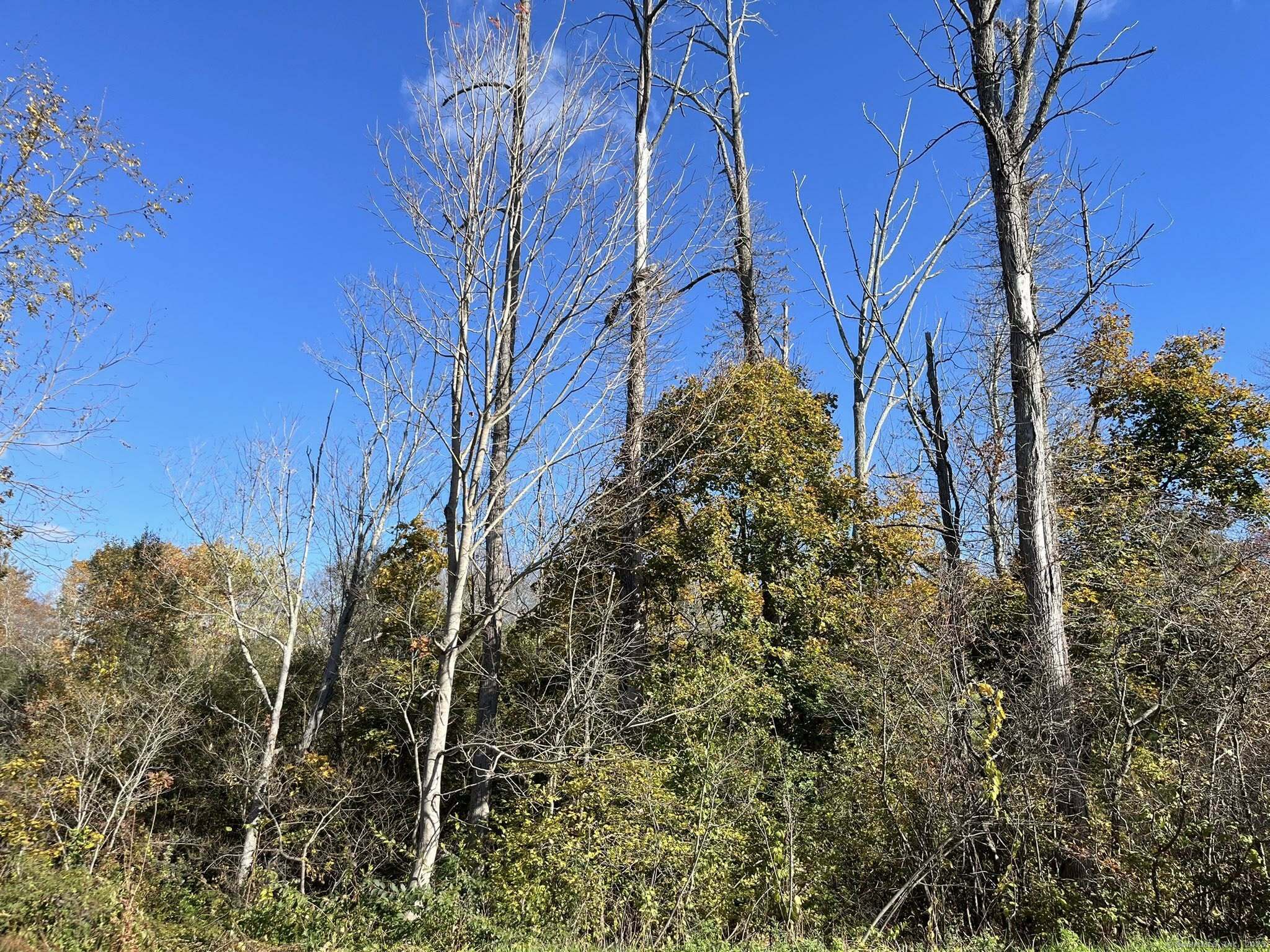 a view of a yard with lots of bushes