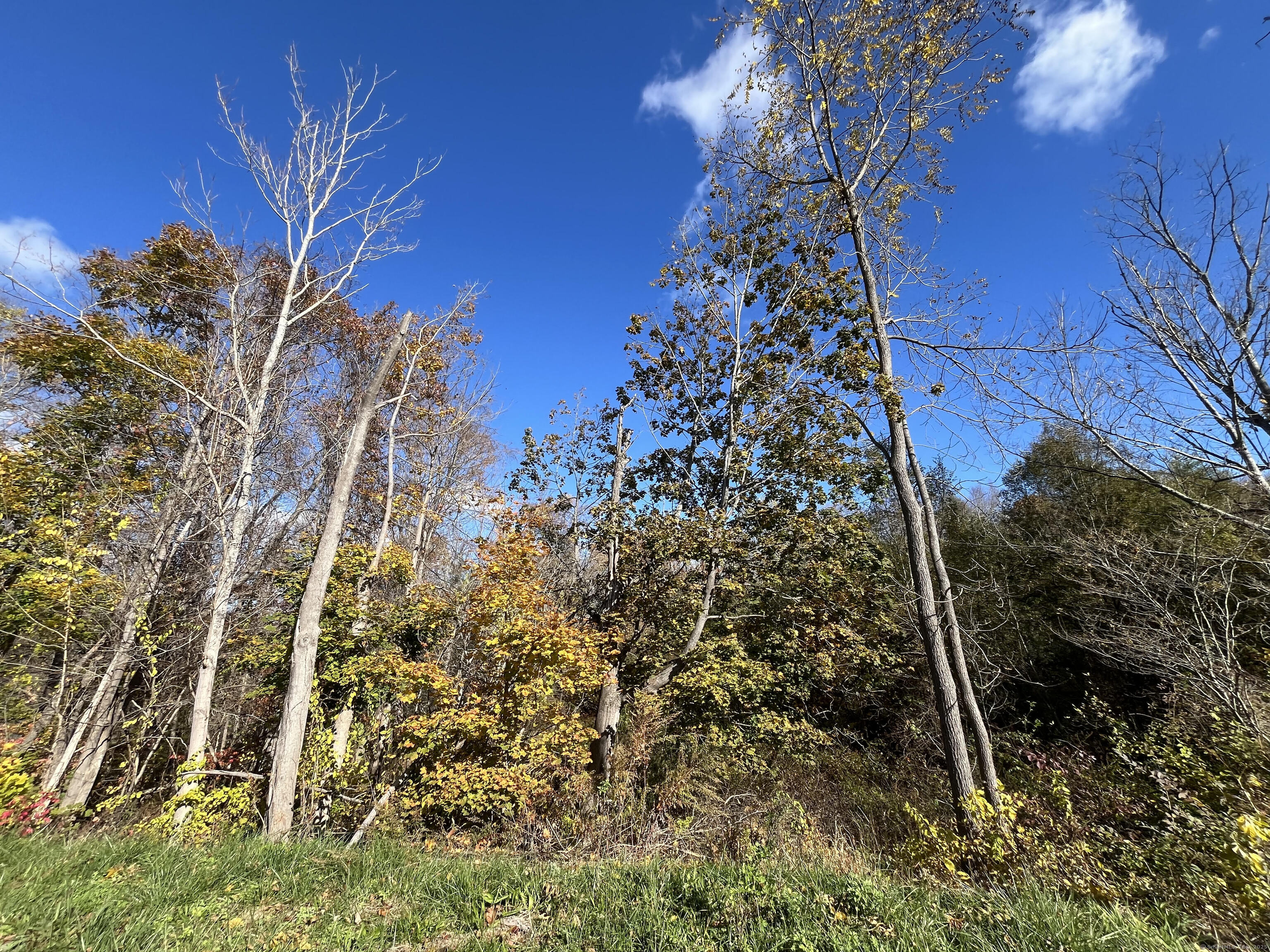 200 West West Hill Road Barkhamsted, CT 06063 - Photo 13 of 25 a view of a tree with a tree