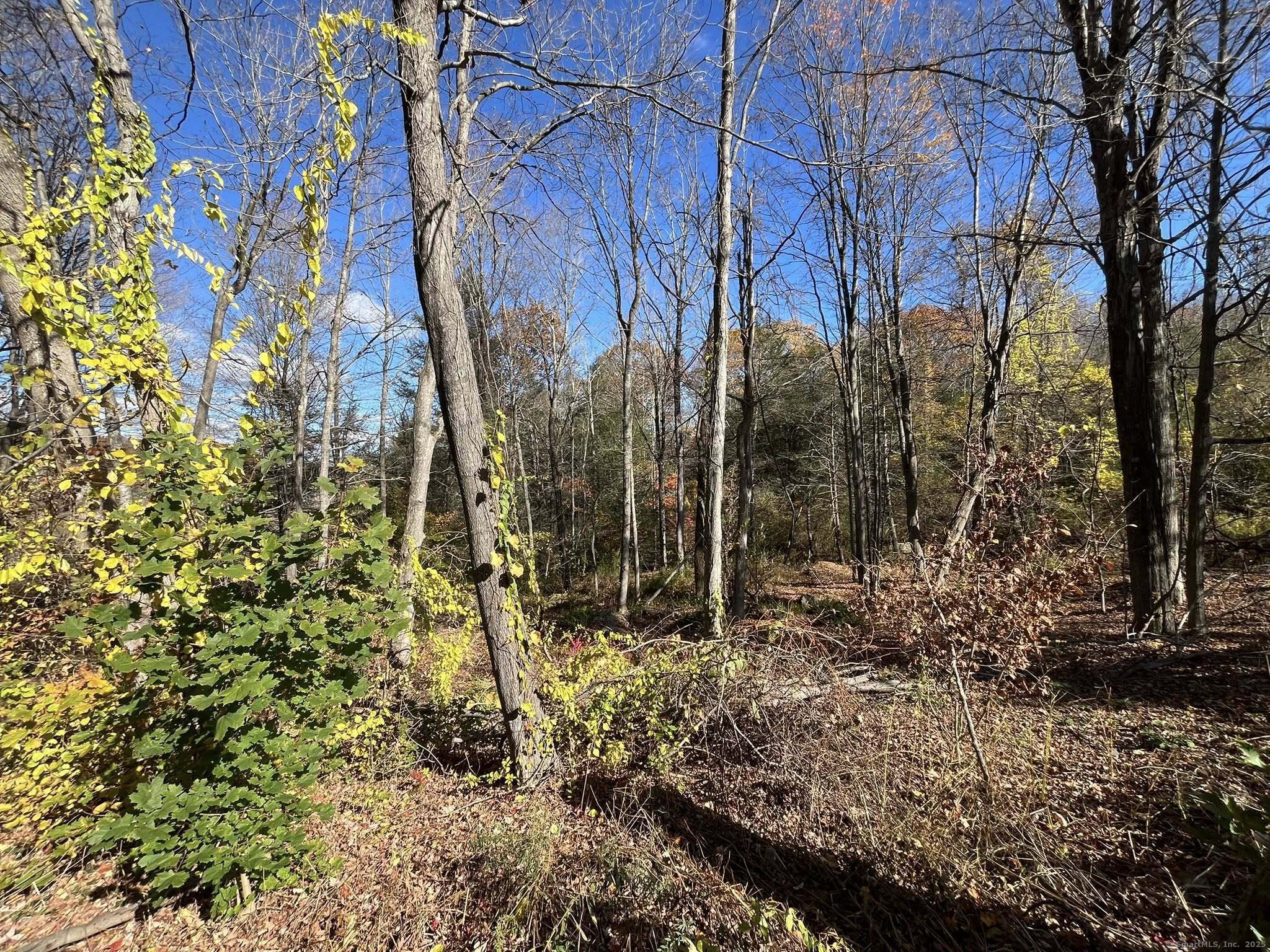 200 West West Hill Road Barkhamsted, CT 06063 - Photo 8 of 25 a view of a forest filled with trees