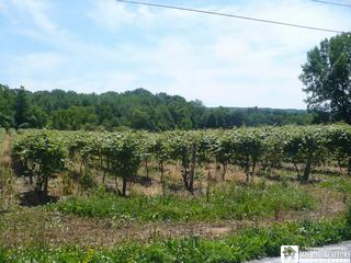 Martin Wright Road Westfield, NY 14787 - Photo 1 of 1 Gallery Image 1