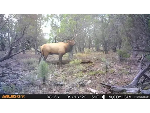 a black and white photo of a tree