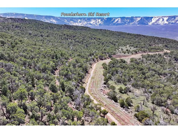 a view of a dry yard with lots of trees